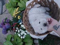 Çin aslanı chow chow