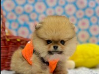 Safkan pomeranian yavrular
