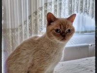 3 Yaşında Erkek British Shorthair