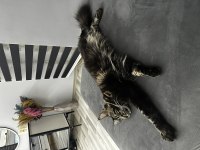 Şecereli erkek maine coon