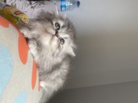 Puf puf scottish fold bebekler