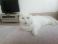 Scottish fold ücretsiz veriyorum