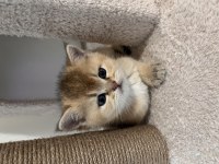 British shorthair