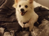 Pomeranian Spitz