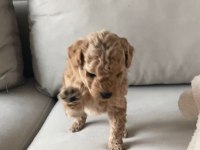 Apricot Toy Poodle