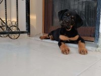 Rottweiler yavru