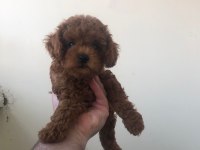Toy Poodle Yavru Köpekler