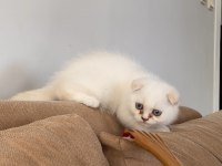 Scottish fold kedisi
