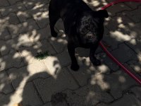 Sıfır boy full eğitimli evde bakılması zorunlu pug