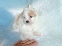 Show kalite Tea cup morkie yavrularımız 