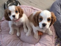 9 haftalık cavalier king charles yavruları erkek dişi