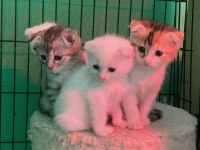 4 Kardeş Kediler Yeni Sahiplerini Bekliyor