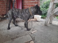 Sahibinden 8 aylık cane corso