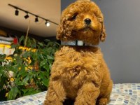 EV ORTAMINDA BÜYÜYEN TATLI TOY POODLE BEBEKLER