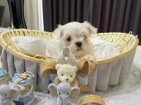 Kore anne babadan maltese bebekler