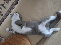 British Shorthair (Melez)