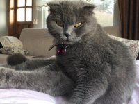 Sevimli uysal scottish fold