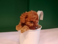 Mükemmel teacup poodle yavrularımız