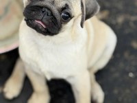 HAMBURGER SURAT PUG MOPS GÜL KUYRUK