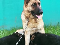 Safkan a kalite alman çoban köpeği yavrusu