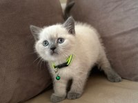 2 aylık yavru british shorthair british blue point