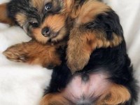Yorkshire Terrier Wc eğitimli yanlız kalır Sıfır numara