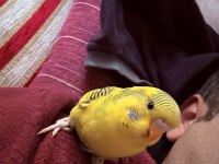Limon sarısı jumbo kırmızı gözlü muhabbet kuşlarım