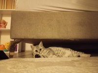 Silver Tabby British Shorthair