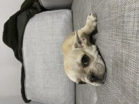İki buçuk aylık güzeller güzeli french bulldog yavrular
