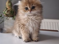 British Longhair Golden Yavrumuz Full Şecereli