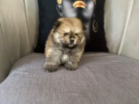 Erkek Ayıcık Pomeranian