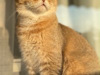2 yaşında sağlıklı scottish fold