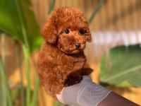 Toy poodle yavruları