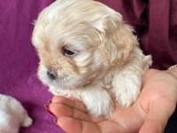 Rezervede yavru köpekler a kaliteli