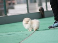 Pomeranian boo yavrular anne baba şecereli