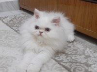 EXOTİC LONGHAİR DOLLFACE