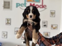 Petmode Köpek Çiftliğinden Bernese Yavrumuz
