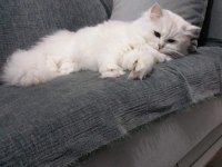 Kedimiz Lindayı sahiplendiriyoruz