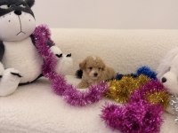 0 Numara maltipoo yavrularımız