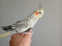 Full Evcil Sultan Papağanı Erkek Isırma Tıslama Yok