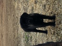 Cane corso 4 aylık