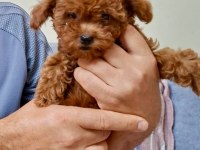 2 Aylık Toy Poodle
