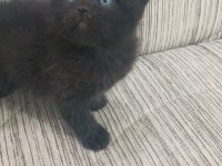 British shorthair en uygunu