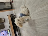 Dünya güzeli orjinal maltipoo yavrum