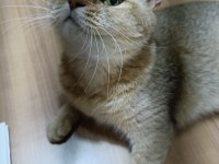 British shorthair kedimizi sahiplendirmek istiyorum