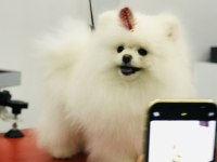 Bulgaristan dan Gelme Pomeranian Irkının En iyisi