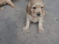 Cocker yavrular izmirden