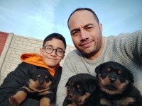 Yavru Rottweiler