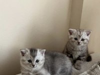 SAFKAN 60 GÜNLÜK YAVRULARIM YUVASINI ARIYOR