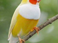 Goldian finch mutasyon erkek ve dişi takım